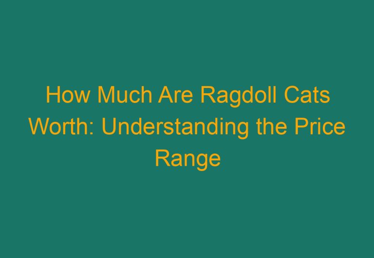 How Much Are Ragdoll Cats Worth: Understanding the Price Range