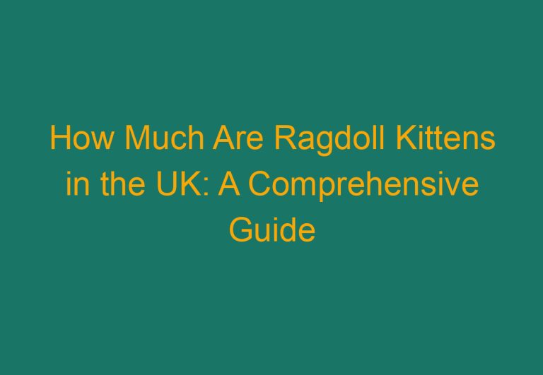 How Much Are Ragdoll Kittens in the UK: A Comprehensive Guide