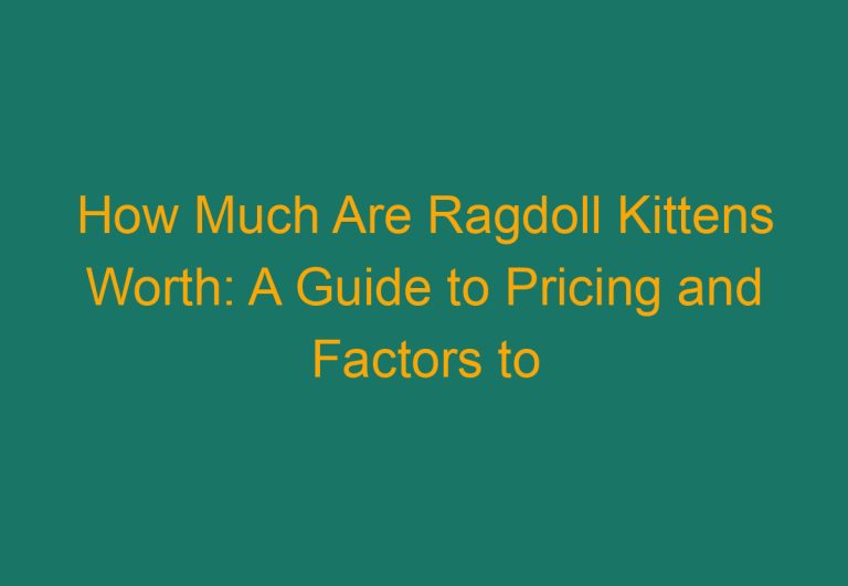 How Much Are Ragdoll Kittens Worth: A Guide to Pricing and Factors to Consider