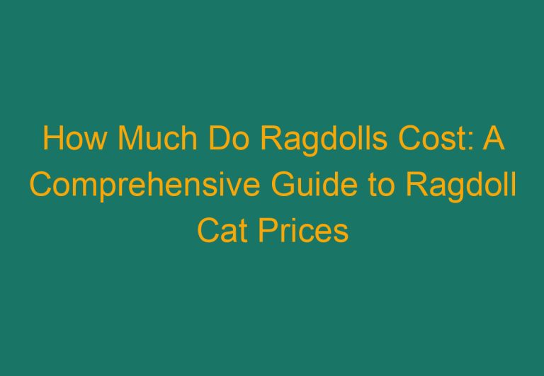 How Much Do Ragdolls Cost: A Comprehensive Guide to Ragdoll Cat Prices