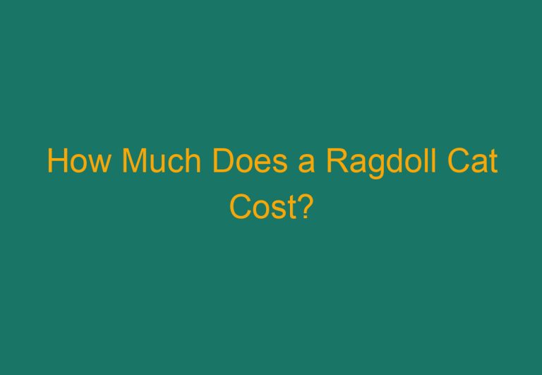 How Much Does a Ragdoll Cat Cost?