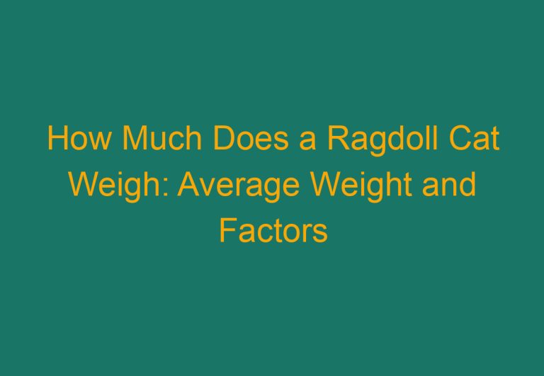 How Much Does a Ragdoll Cat Weigh: Average Weight and Factors Affecting It