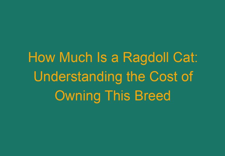 How Much Is a Ragdoll Cat: Understanding the Cost of Owning This Breed