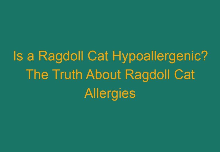 Is a Ragdoll Cat Hypoallergenic? The Truth About Ragdoll Cat Allergies