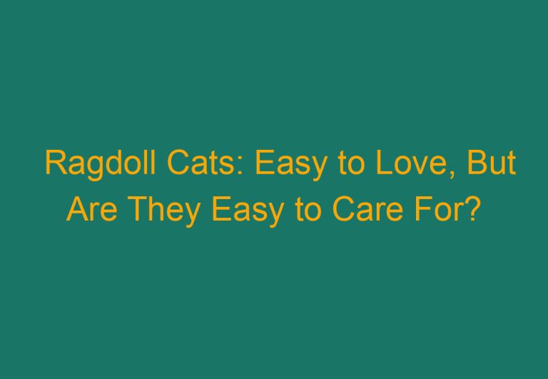 Ragdoll Cats: Easy to Love, But Are They Easy to Care For?