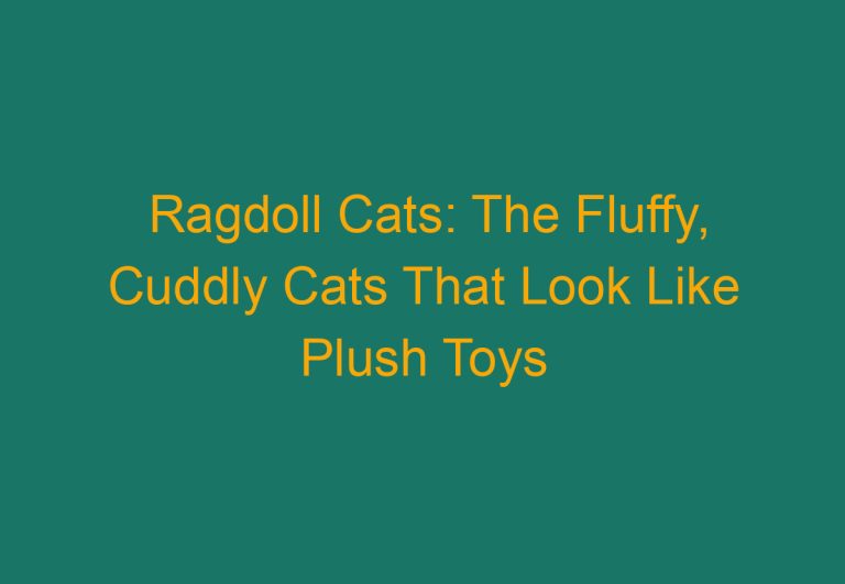 Ragdoll Cats: The Fluffy, Cuddly Cats That Look Like Plush Toys