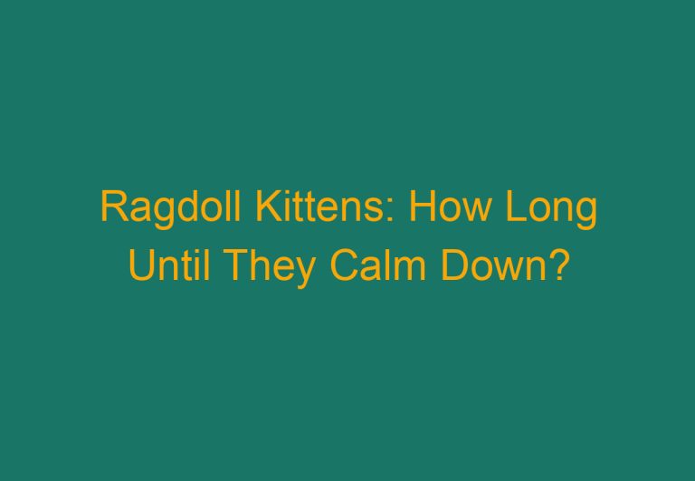 Ragdoll Kittens: How Long Until They Calm Down?