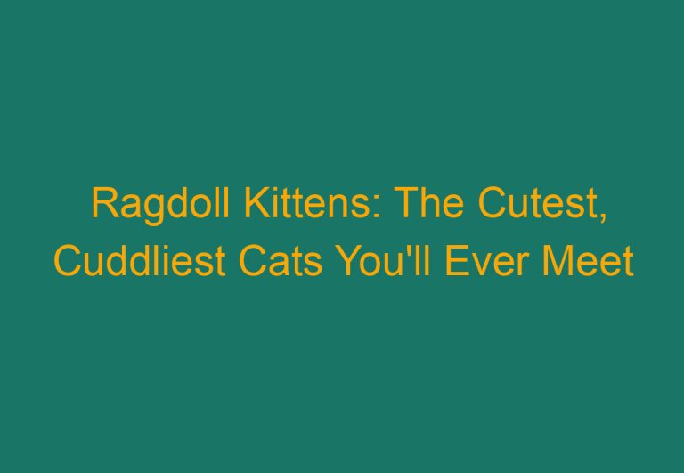 Ragdoll Kittens: The Cutest, Cuddliest Cats You’ll Ever Meet