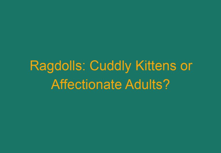 Ragdolls: Cuddly Kittens or Affectionate Adults?