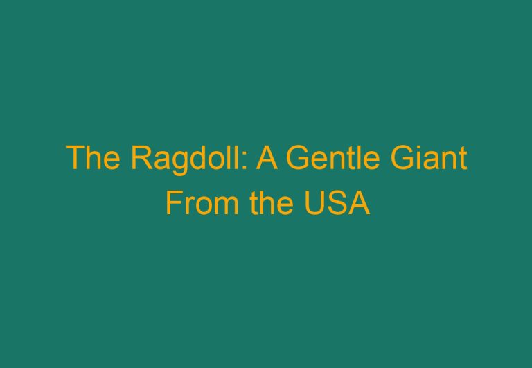 The Ragdoll: A Gentle Giant From the USA