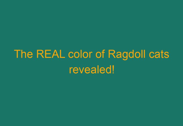 The REAL color of Ragdoll cats revealed!