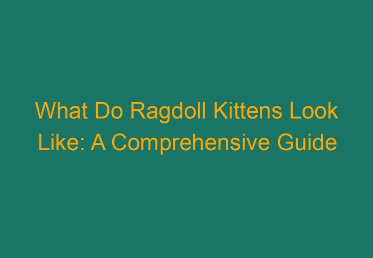 What Do Ragdoll Kittens Look Like: A Comprehensive Guide