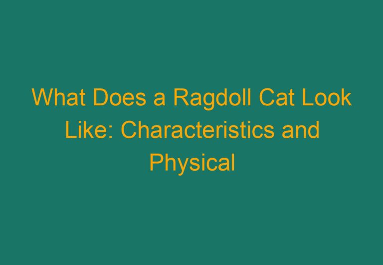 What Does a Ragdoll Cat Look Like: Characteristics and Physical Appearance