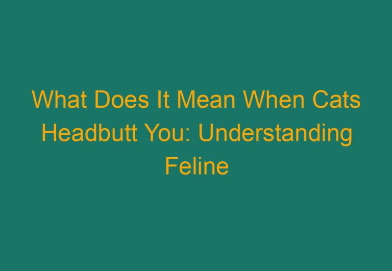 What Does It Mean When Cats Headbutt You: Understanding Feline Behavior