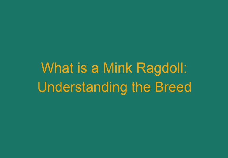 What is a Mink Ragdoll: Understanding the Breed