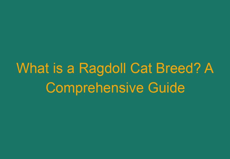 What is a Ragdoll Cat Breed? A Comprehensive Guide