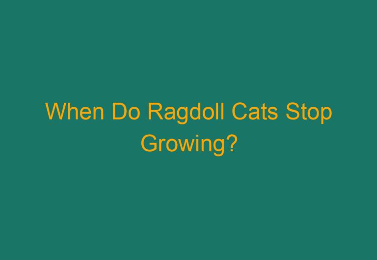 When Do Ragdoll Cats Stop Growing?