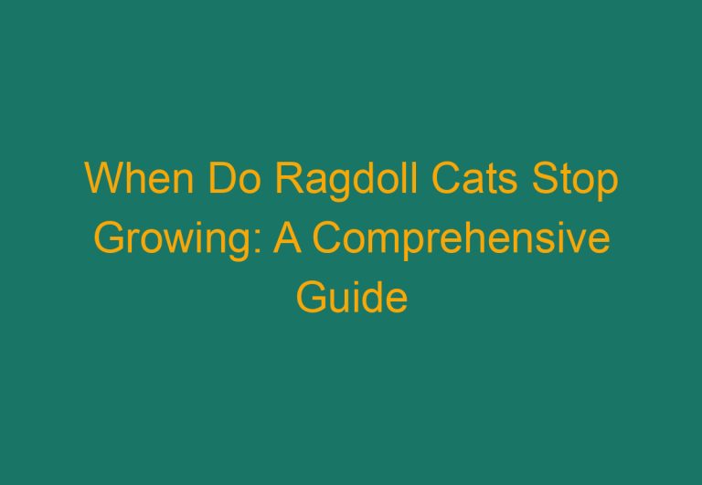 When Do Ragdoll Cats Stop Growing: A Comprehensive Guide