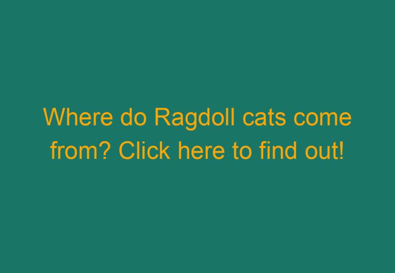 Where do Ragdoll cats come from? Click here to find out!