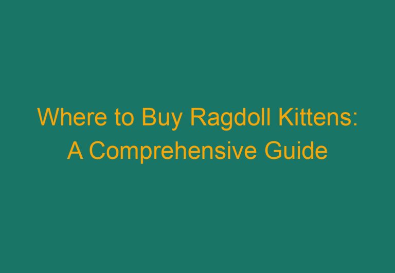 Where to Buy Ragdoll Kittens: A Comprehensive Guide