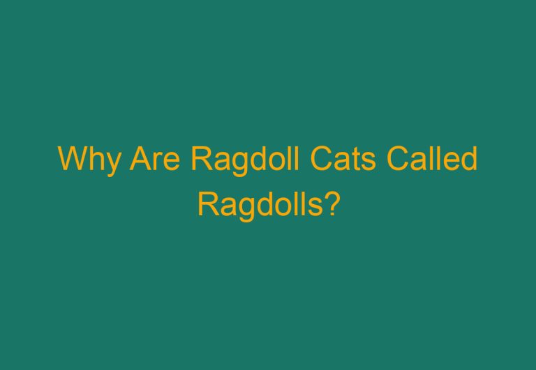 Why Are Ragdoll Cats Called Ragdolls?