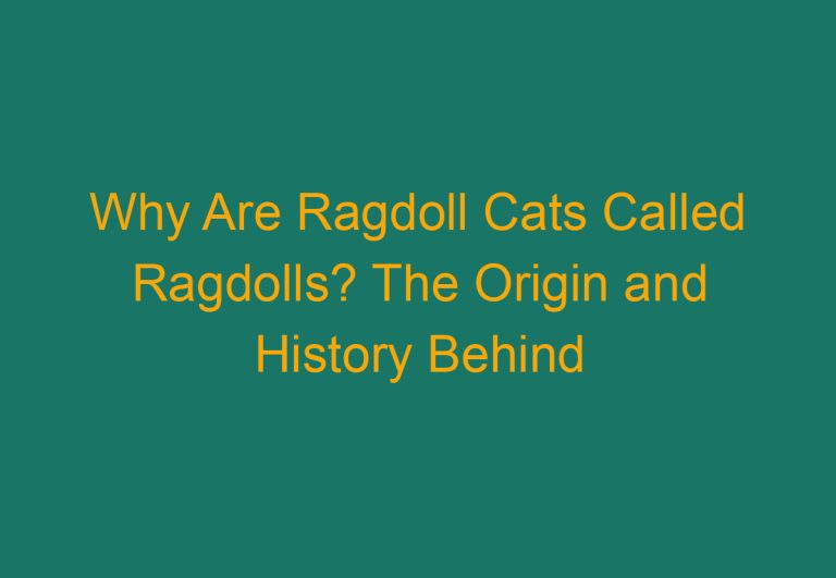 Why Are Ragdoll Cats Called Ragdolls? The Origin and History Behind the Name