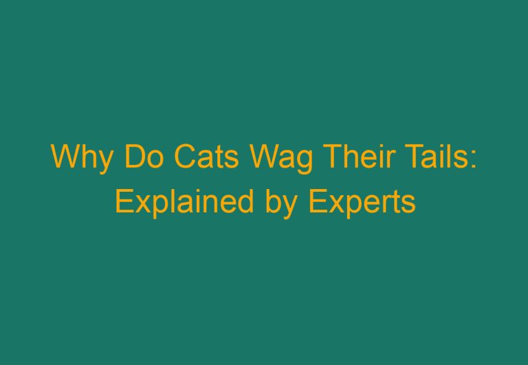 Why Do Cats Wag Their Tails: Explained by Experts