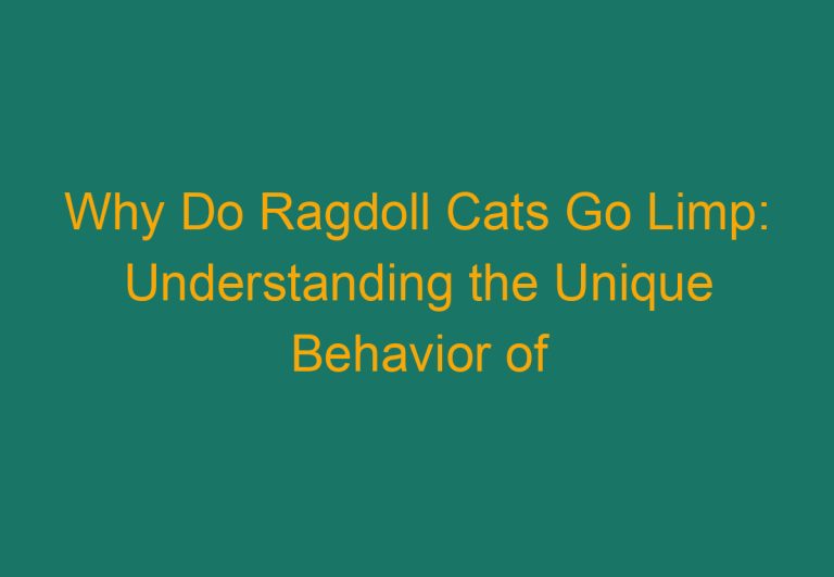 Why Do Ragdoll Cats Go Limp: Understanding the Unique Behavior of This Breed