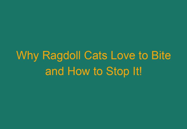 Why Ragdoll Cats Love to Bite and How to Stop It!