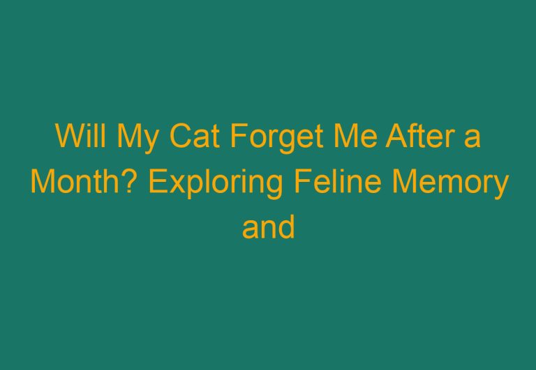 Will My Cat Forget Me After a Month? Exploring Feline Memory and Attachment