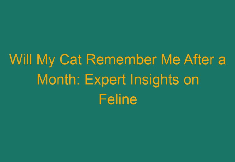 Will My Cat Remember Me After a Month: Expert Insights on Feline Memory